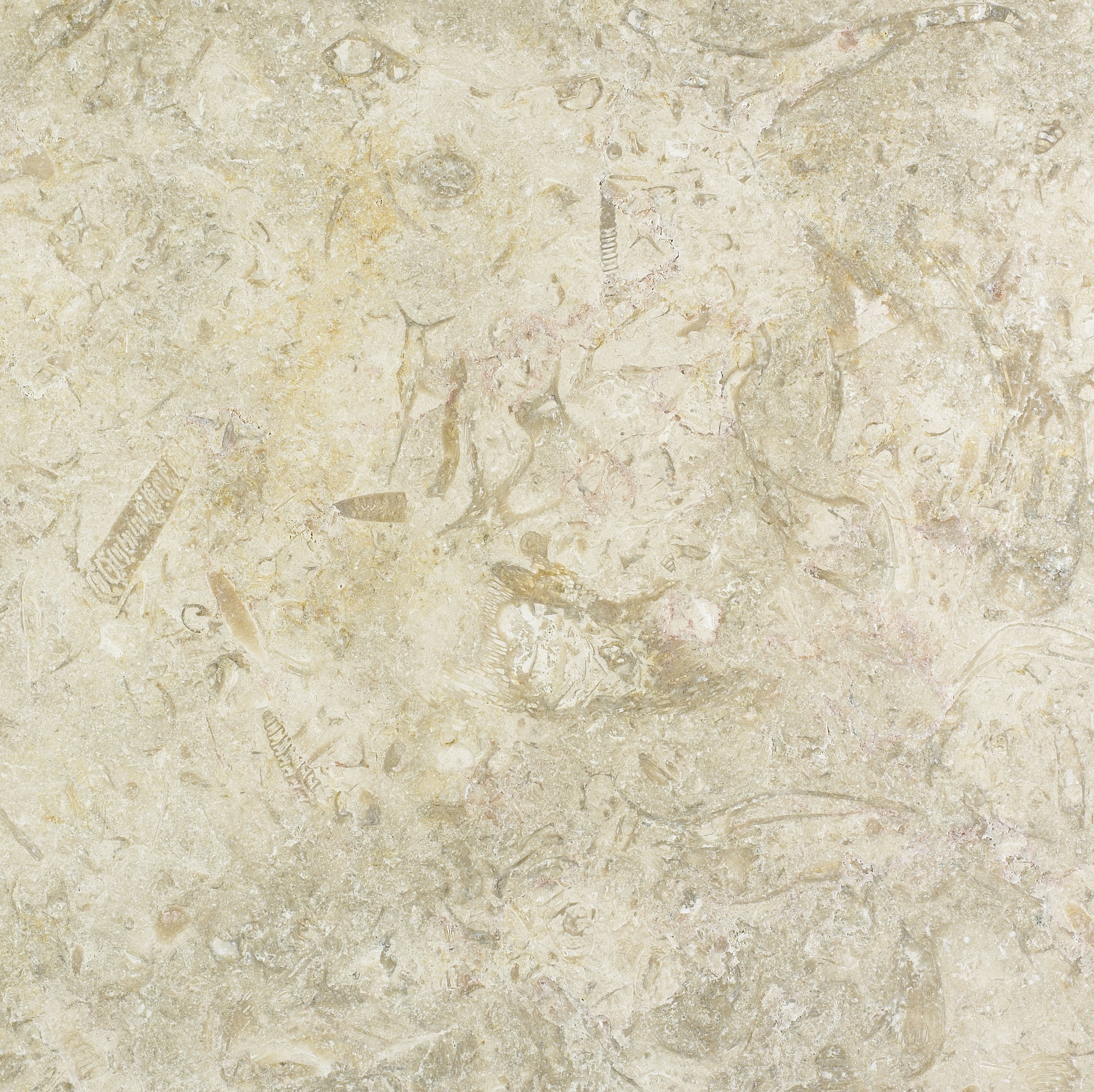 Levant White Gold Tumbled Limestone