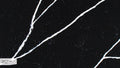Calacatta Noir Satin